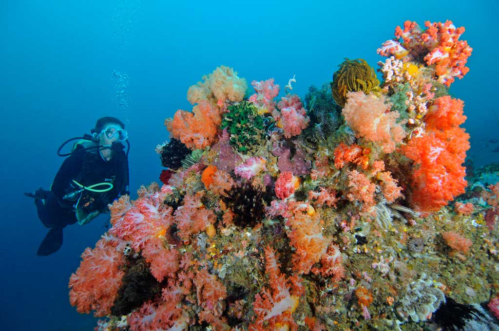 Diving Gili Asahan means having the best dive sites at your doorstep. Pearl Beach Resort Gili Asahan is right in the middle of Gita Nada Marine Park, Lombok, Indonesia. One of the best diving areas of Indonesia close by, a home reef in front and a dive center with PADI dive courses right next door. A divers dream.